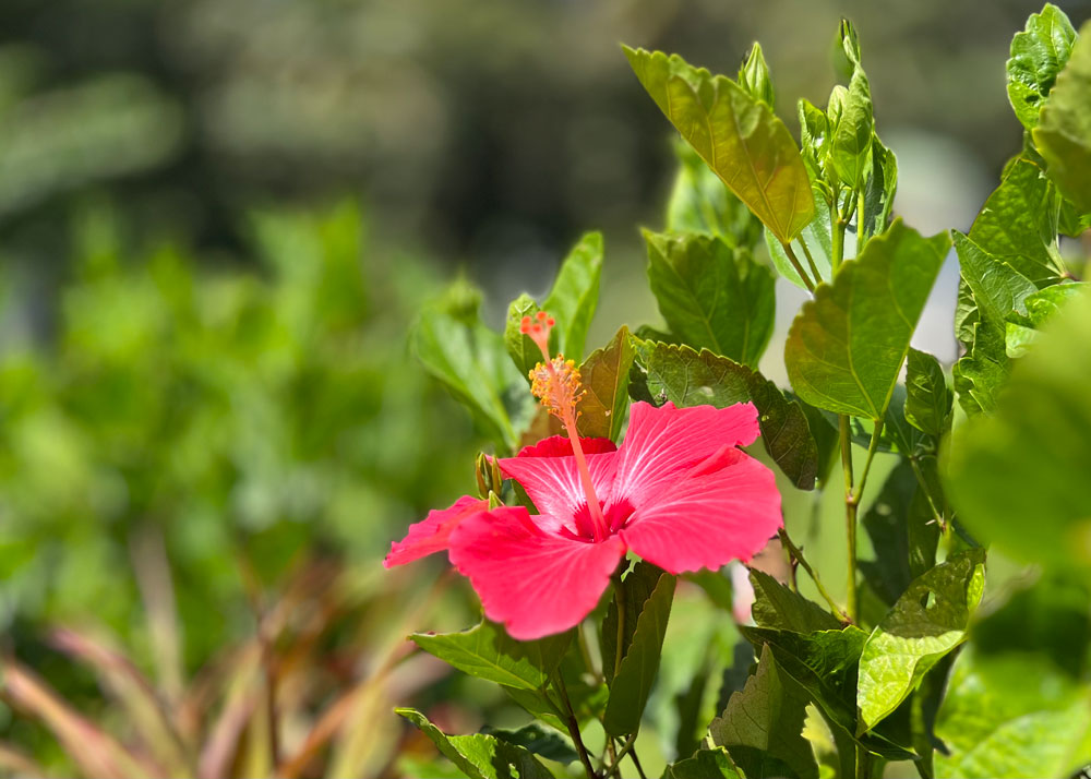 guadeloupe-hibiskus
